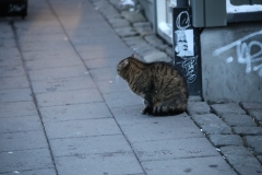REYKJAVIK (44)