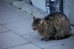 REYKJAVIK (45)