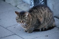 REYKJAVIK (46)